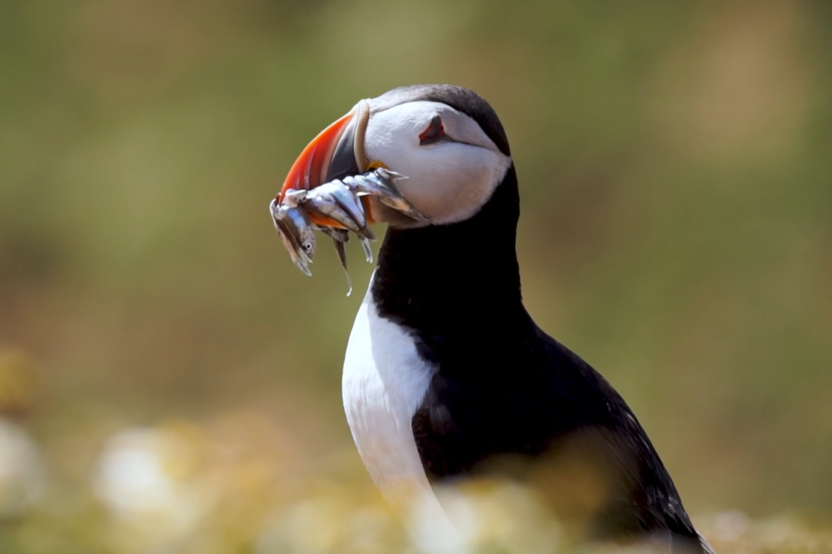 Springwatch