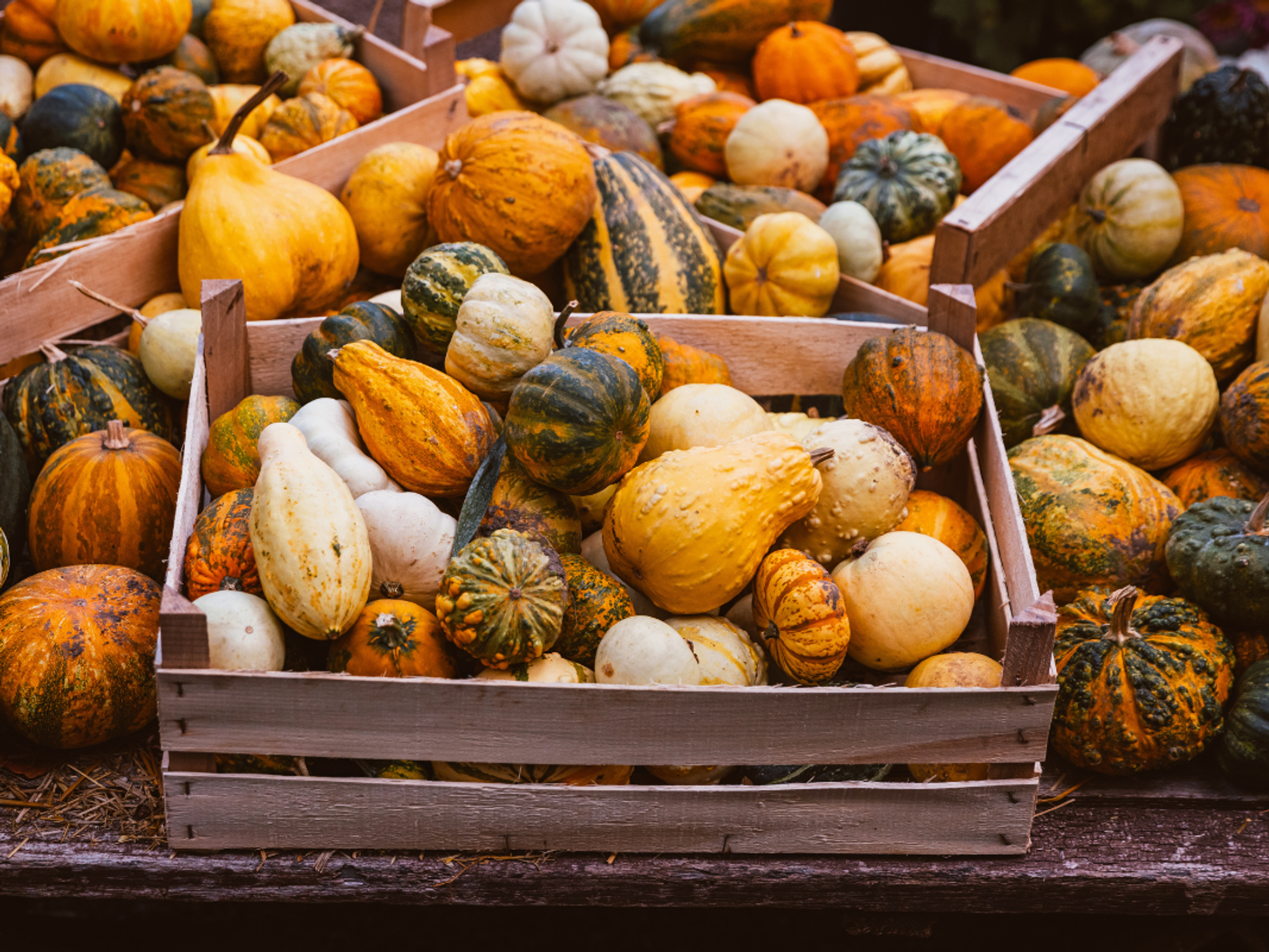 Squashes