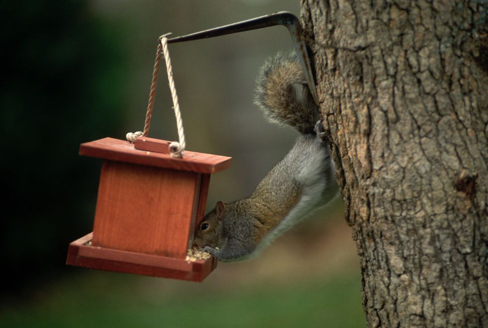 Squirrel at bird feeder