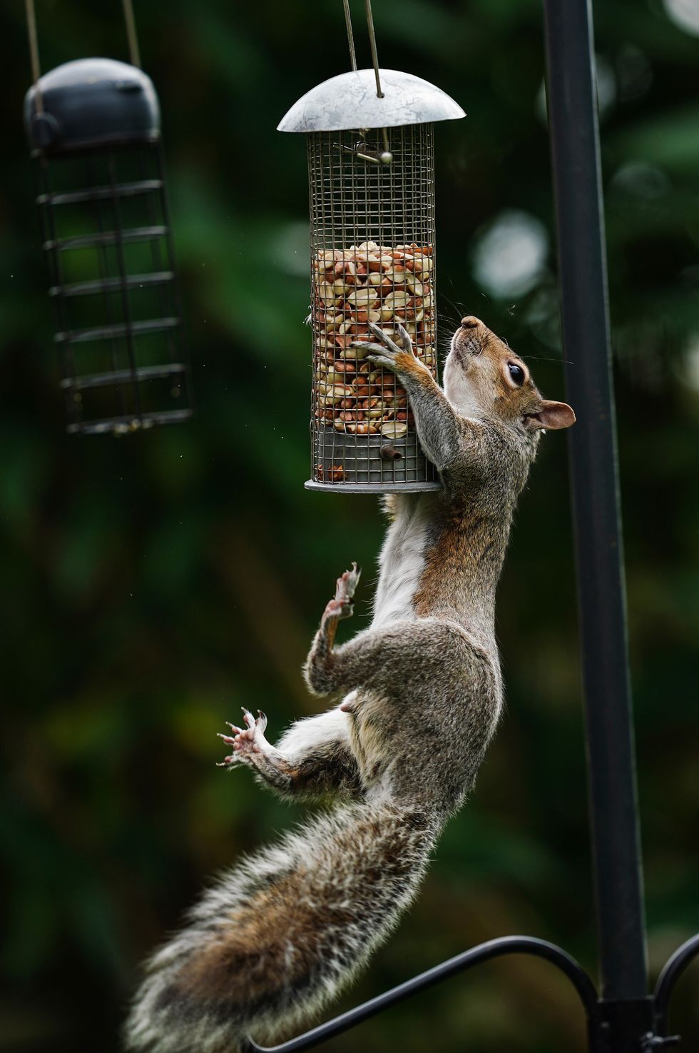 squirrel hanging onto bird feeder