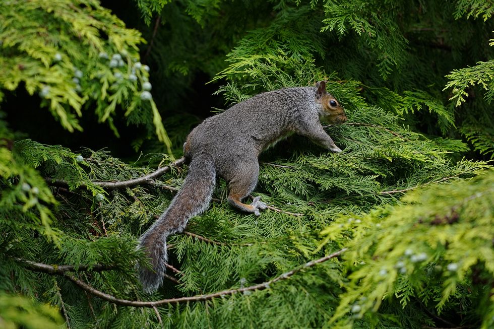 Squirrel in a tree