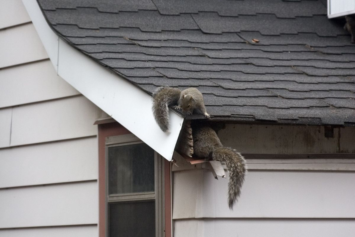 Squirrels on house roof