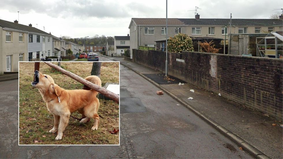 St Arvans Road, Southville, Cwmbran, alongside inset of dog