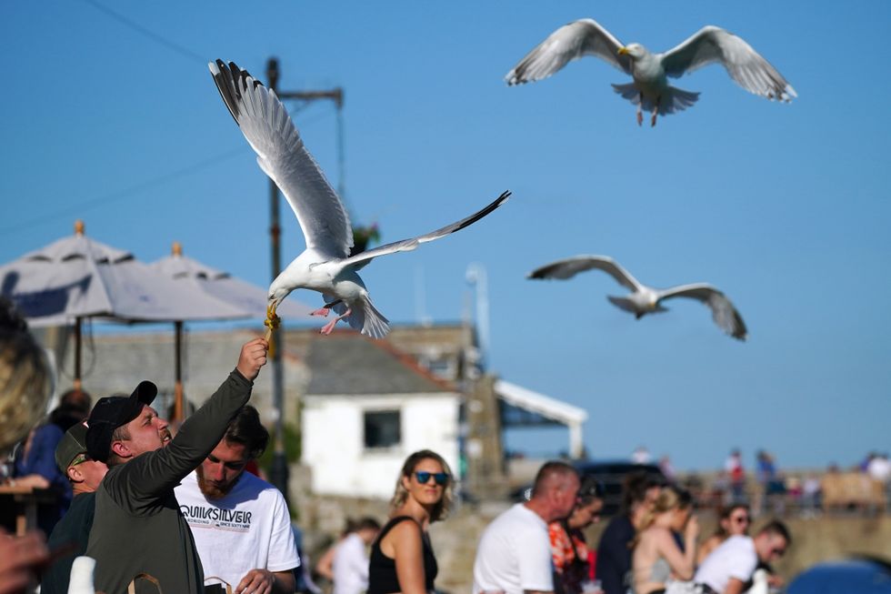 St Ives seagulls