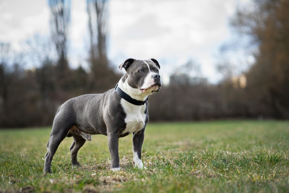 Staffordshire Bull Terrier