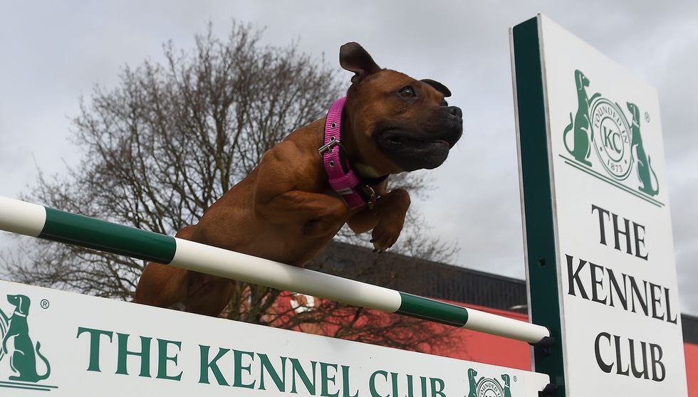 Staffordshire Bull Terrier