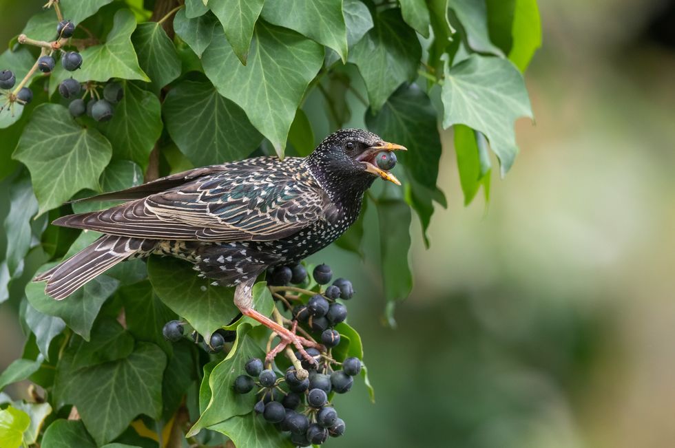 Starling eating ivy berries