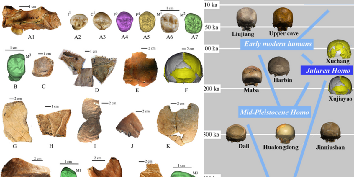NextImg:Archaeology breakthrough as scientists uncover 'lost' human with abnormally large skull dubbed 'big head people'