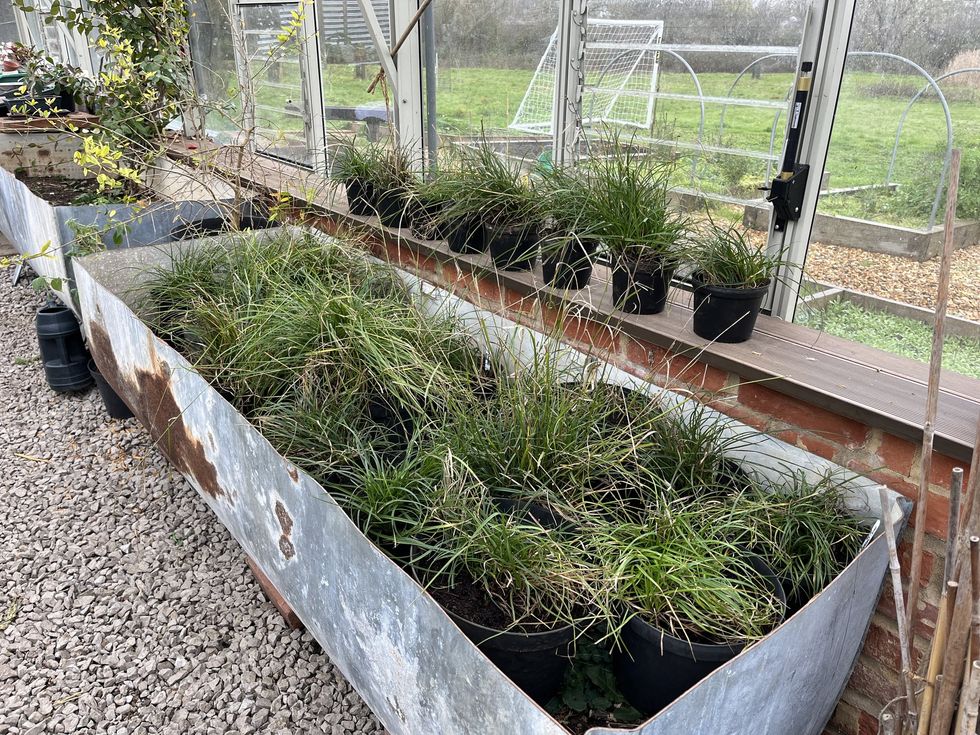 Starved wood-sedge at a specialist plant nursery facility