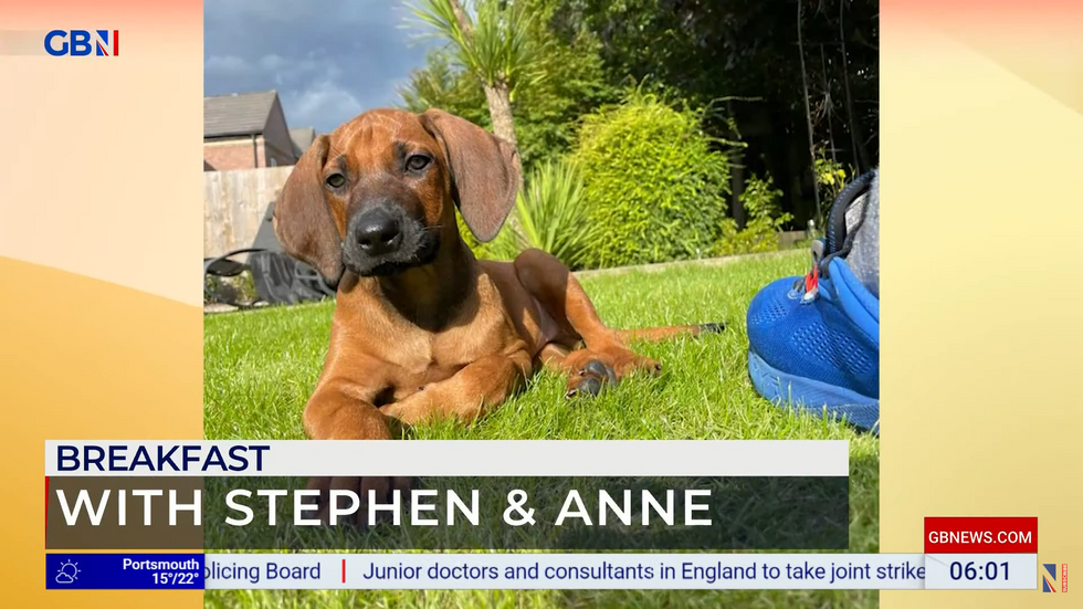 Stephen Dixon's dog Rex