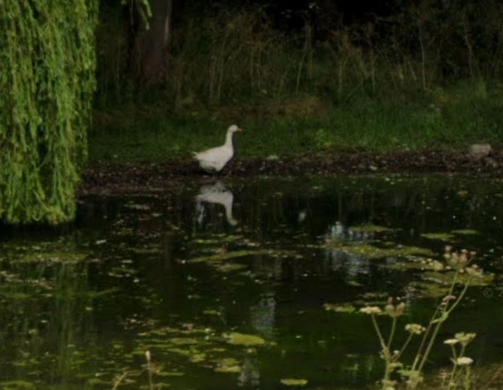 Stillington pond