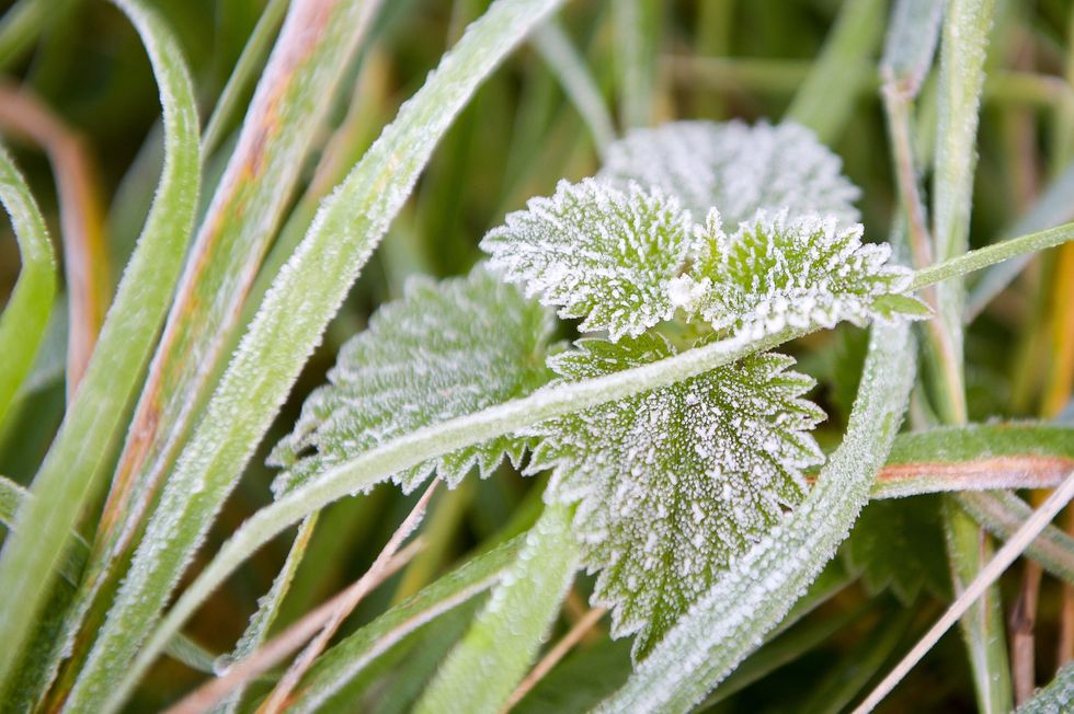 Stinging nettle plant