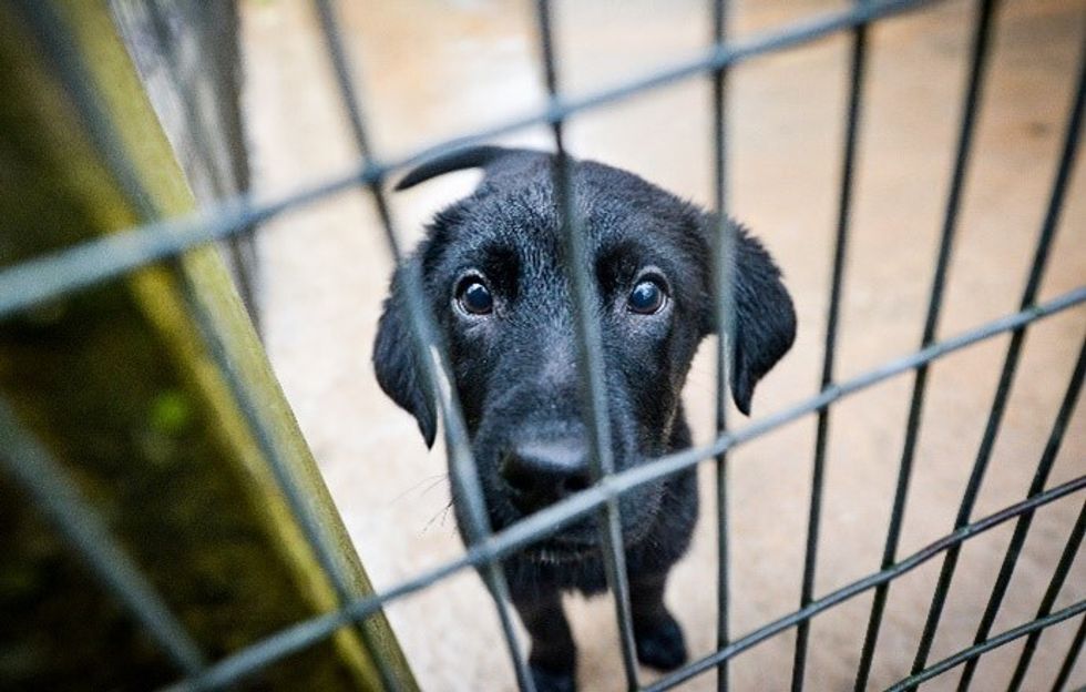 Stock dog photo