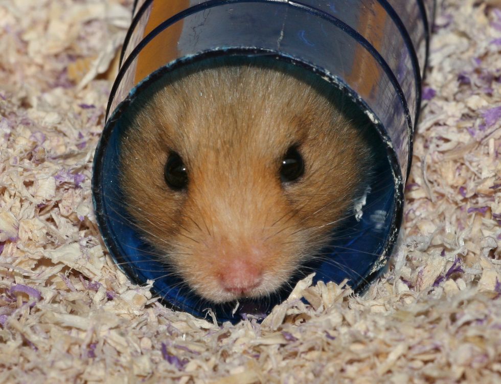 Stock hamster