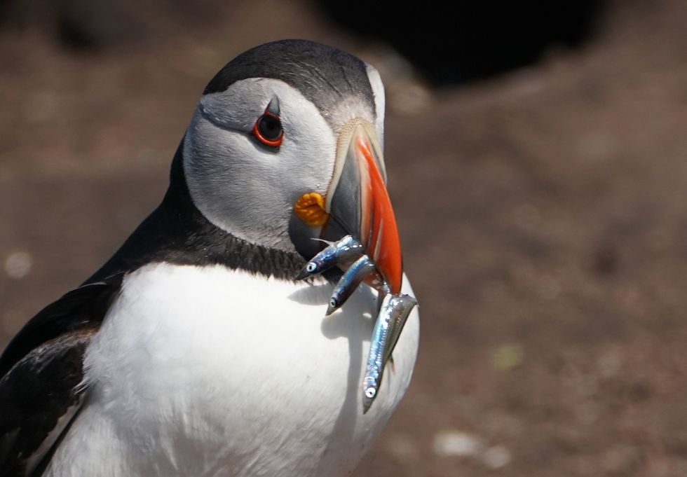 Stock Puffin photo