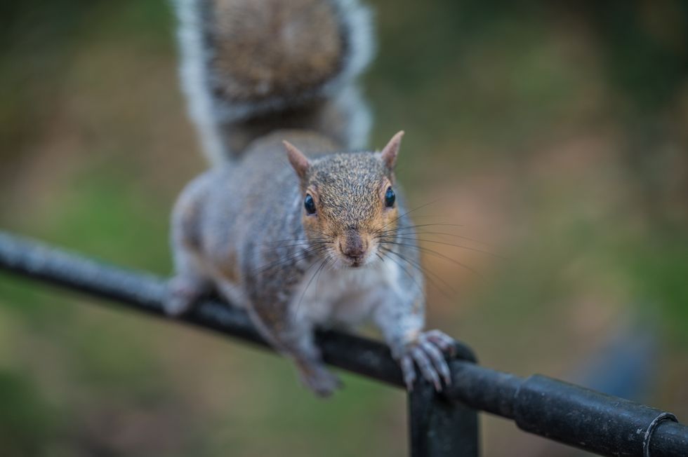 Stock Squirrel photo