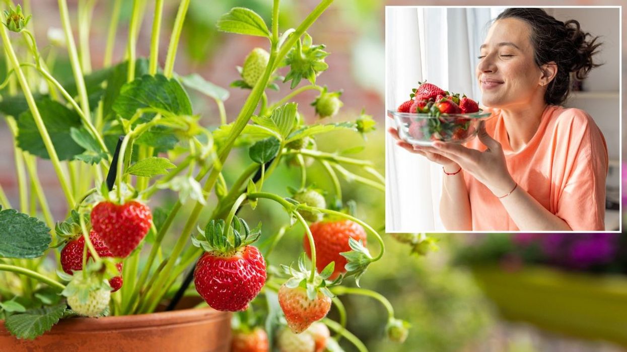 Strawberries growing in a pot / Woman holding strawberries
