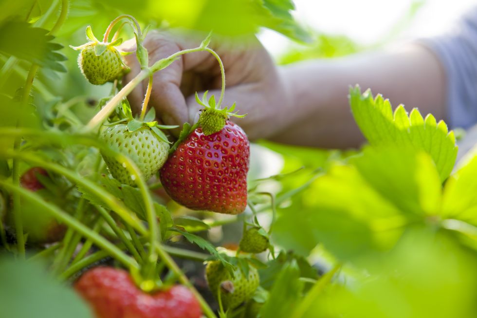 Strawberry picking