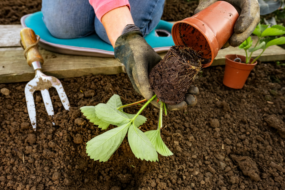Strawberry planting