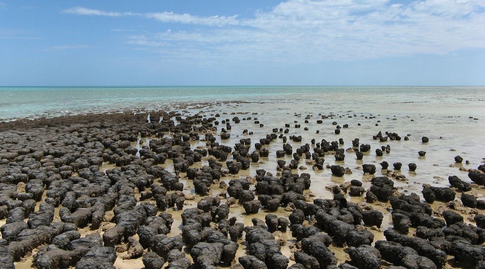 Stromatolites