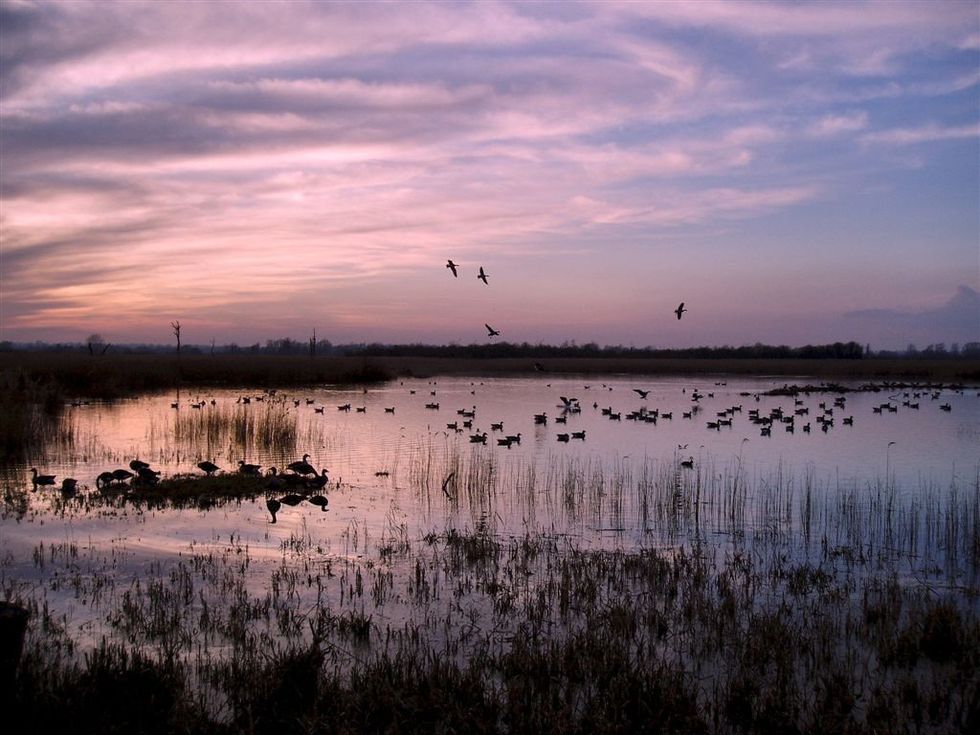 Strudwick also revealed that the spiders can be seen in at the RSPB\u2019s other Norfolk site in Strumpshaw Fen