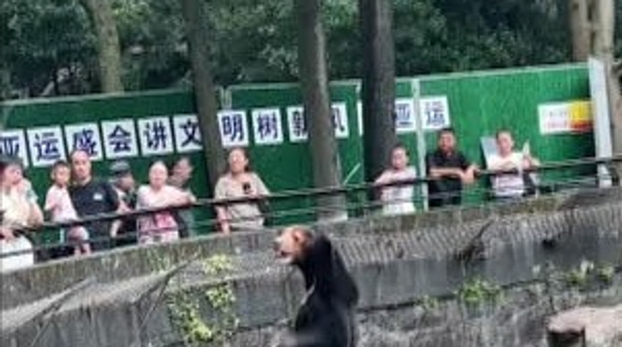 Sun bear in Hangzhou Zoo
