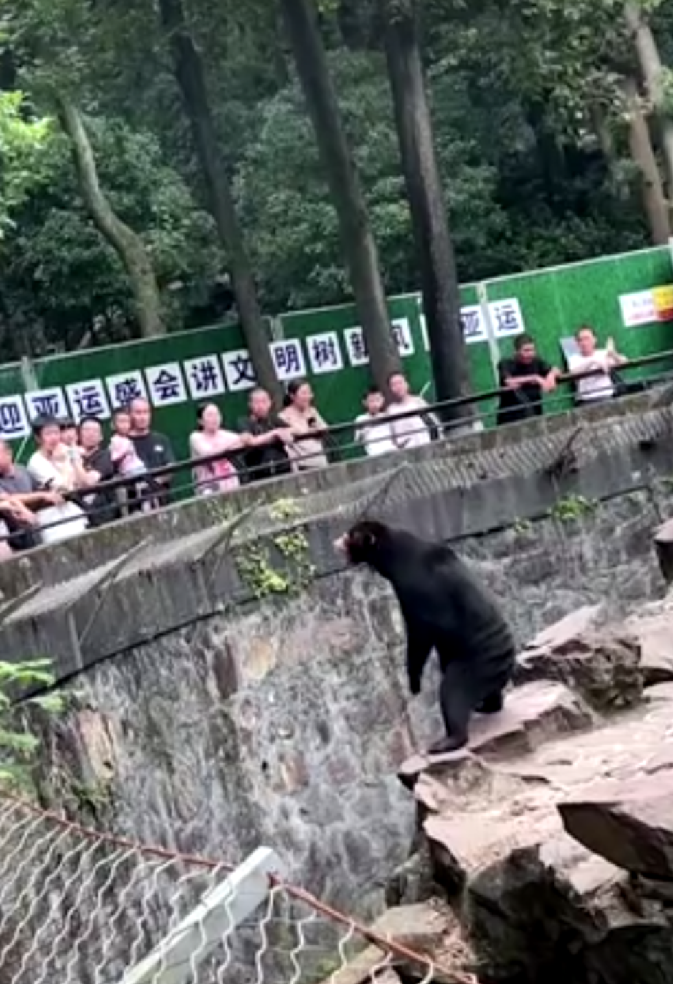 Sun bear in Hangzhou Zoo