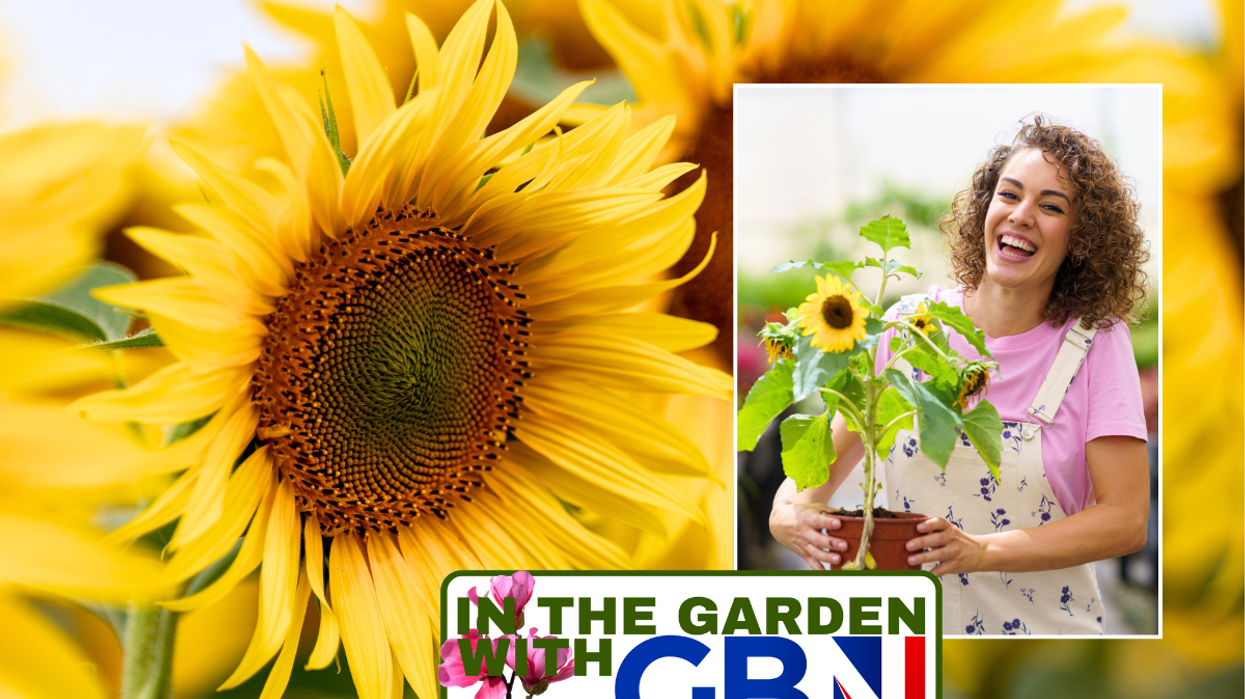 Sunflower / woman holding sunflower in pot