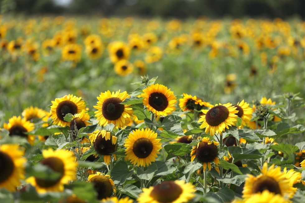 Sunflowers in field
