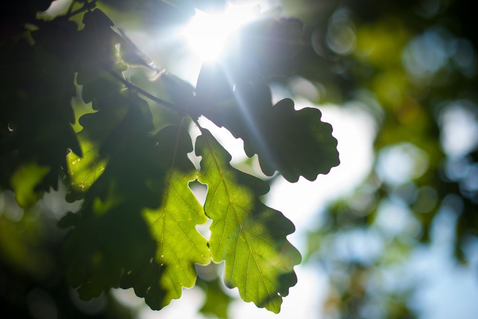 Sunlight shining through a leaf