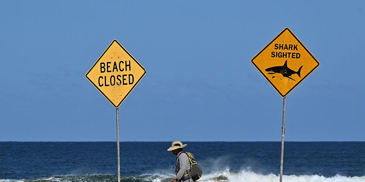 NextImg:Surfer dies after losing 'a number of limbs' in horror shark attack off Sydney coast