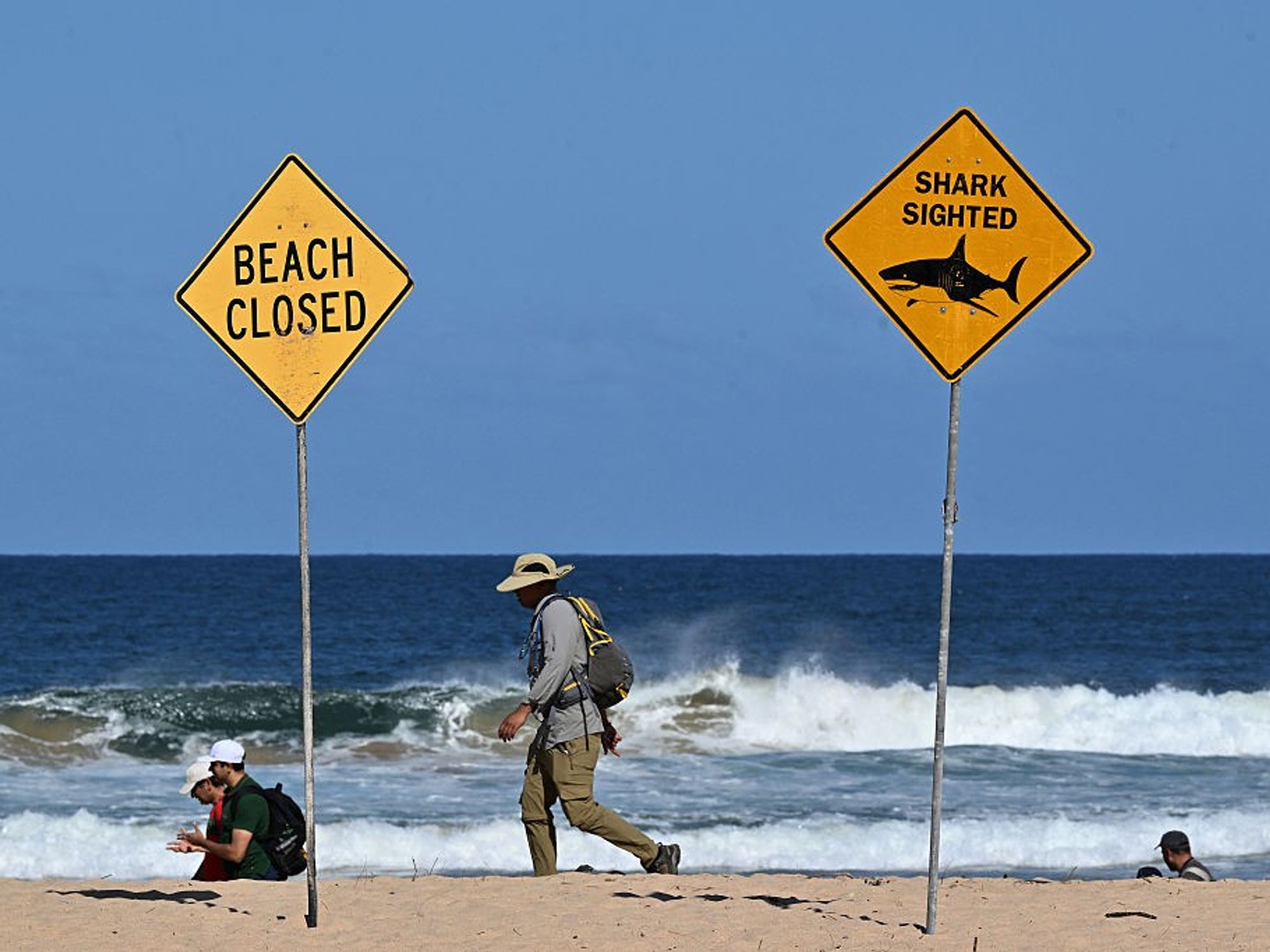 Surfer dies after losing 'a number of limbs' in horror shark attack off Sydney coast