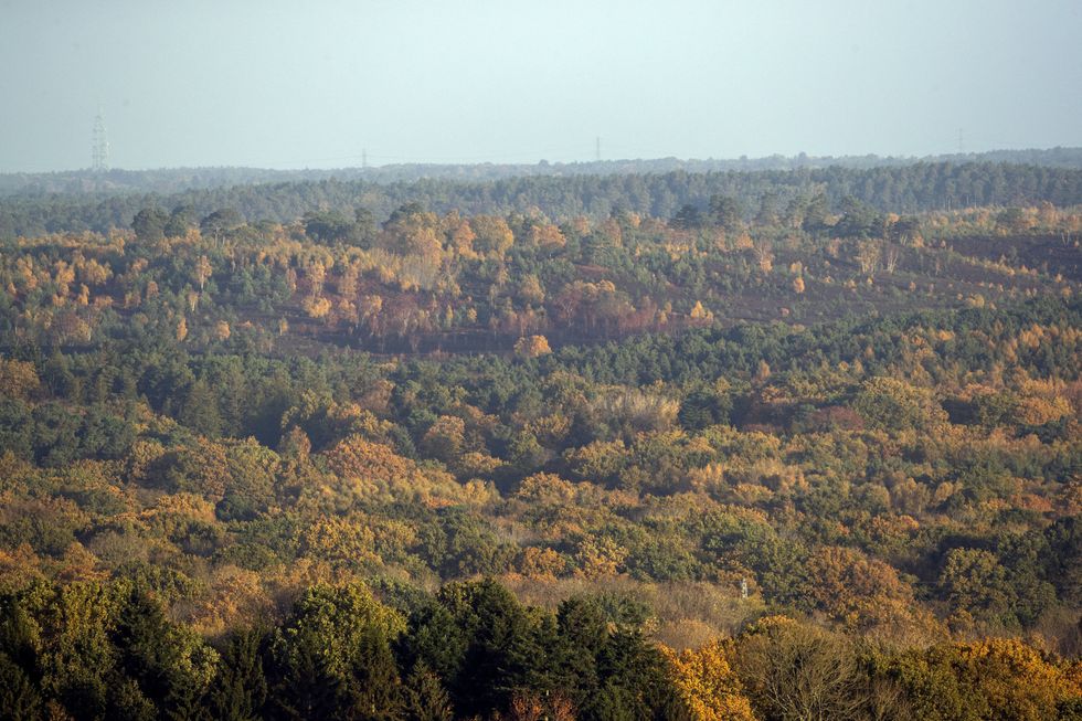 Surrey Hills