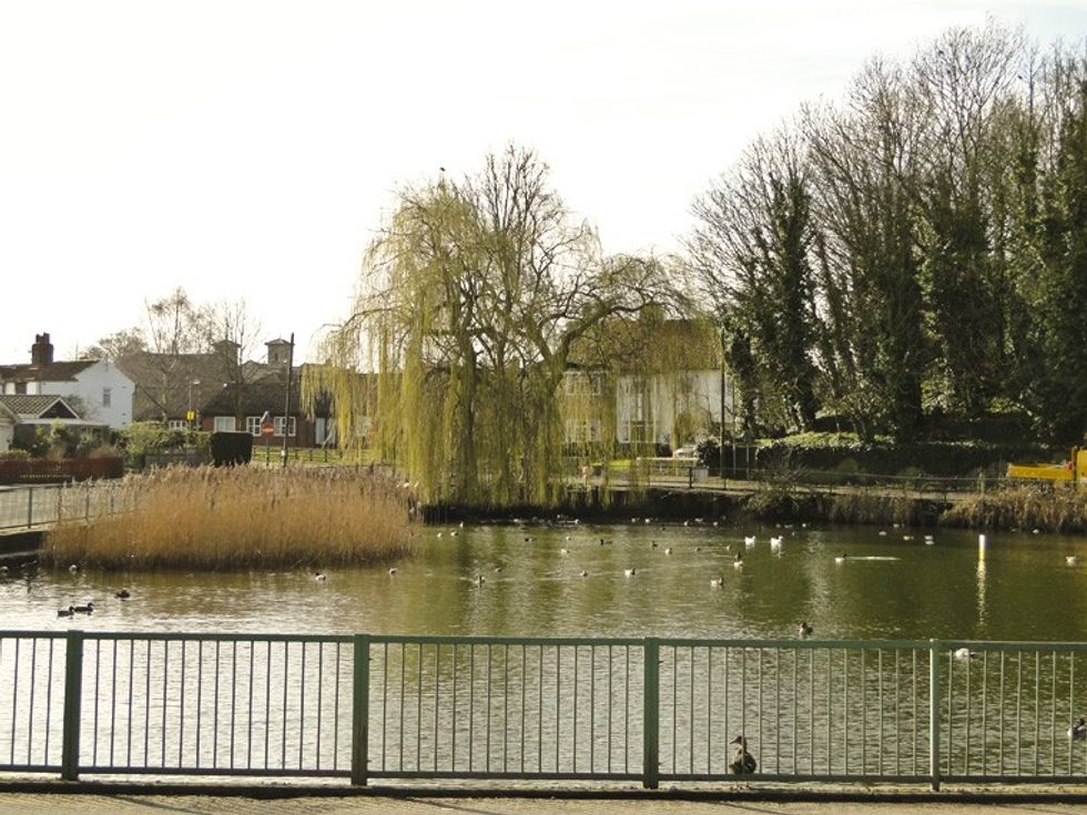Swaffham duck pond