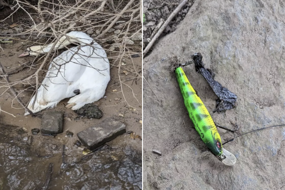 Swan and a fishing hook