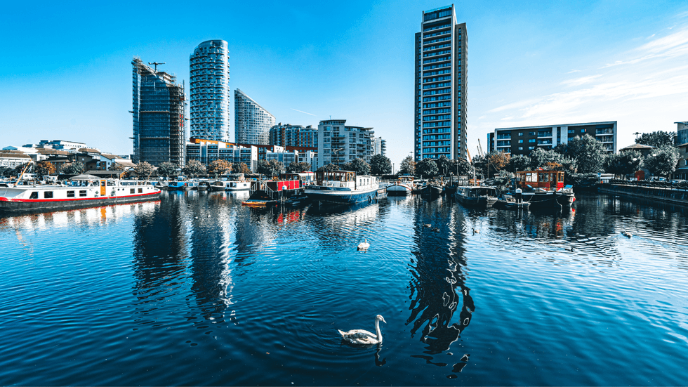 Swan in the London Docklands