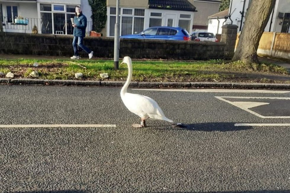 Swan