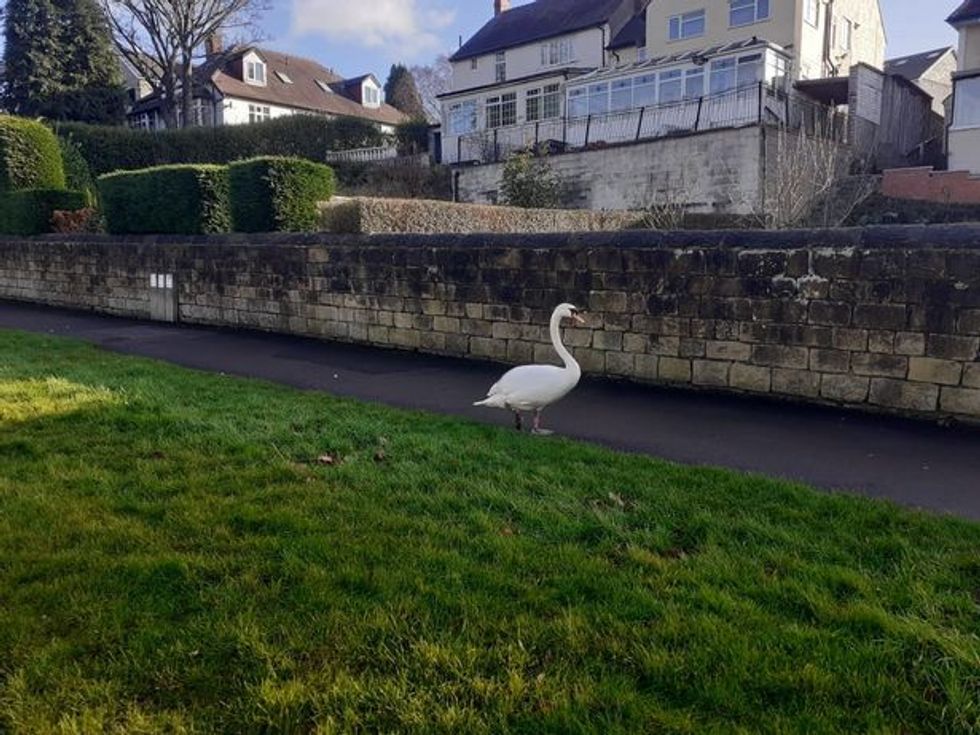 Swan