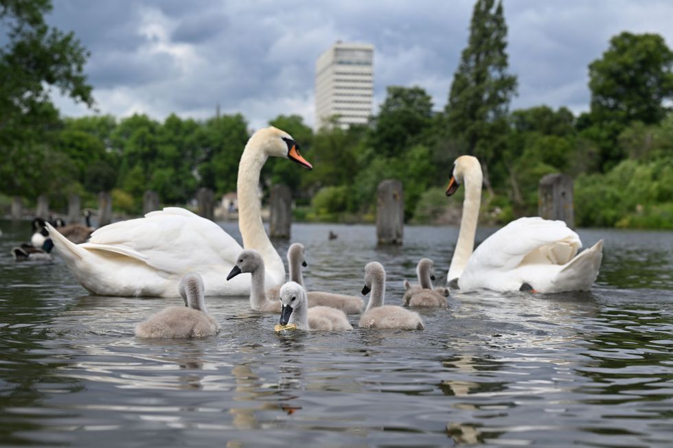 swans and cygnets in London