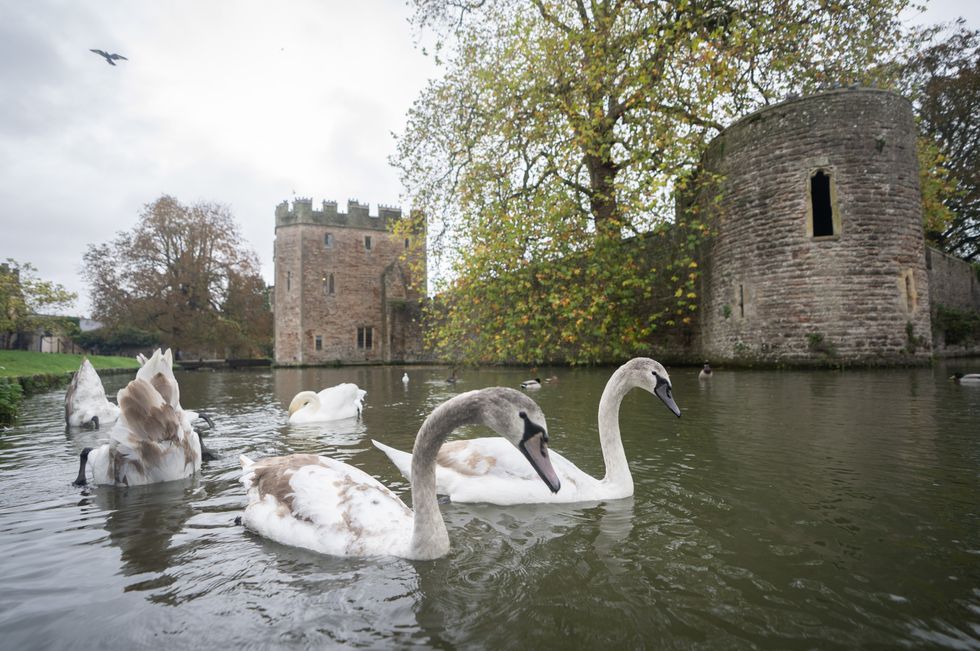 Swans in Bishops Palace moat in Wells, Somerset.