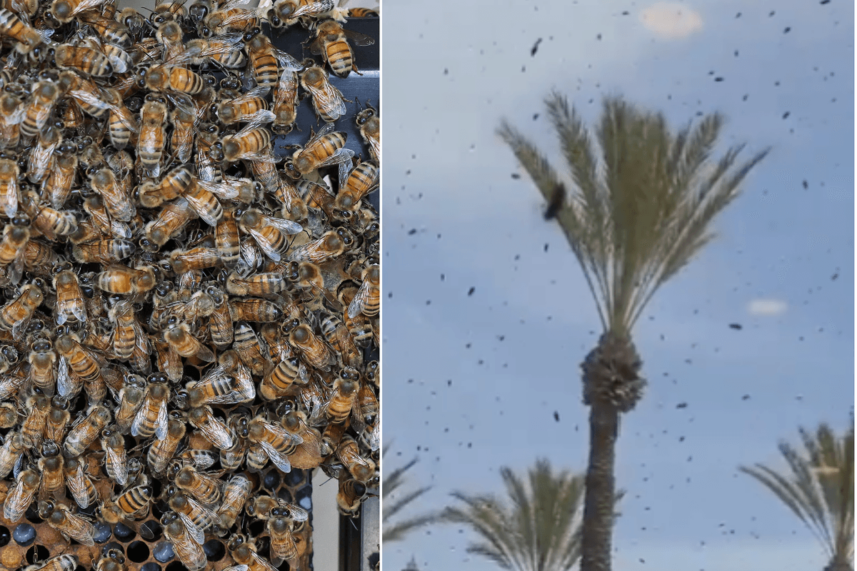 Swarm of bees; bees descending on commercial centre