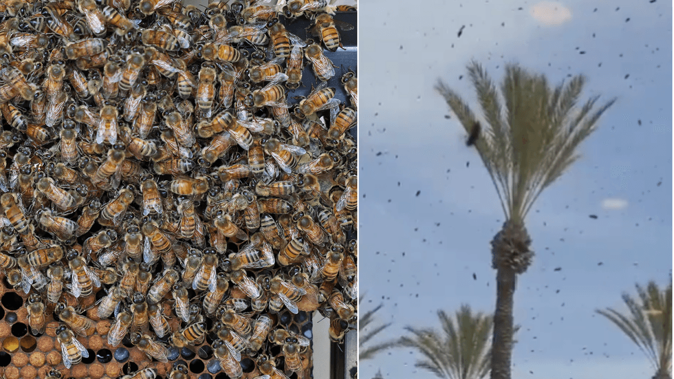 Swarm of bees; bees descending on commercial centre