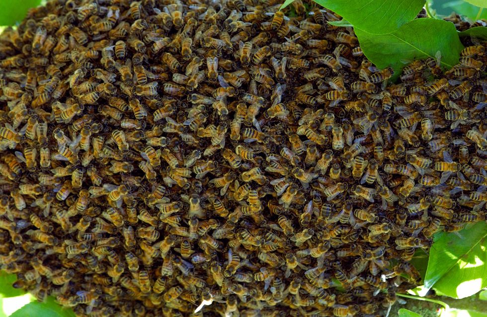 Enxame de abelhas (estoque)