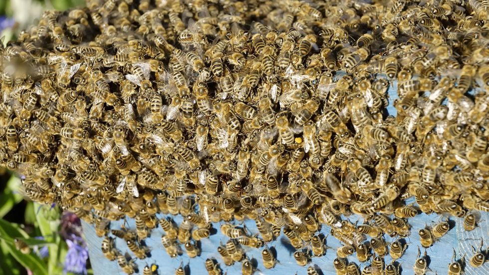 swarm of bees