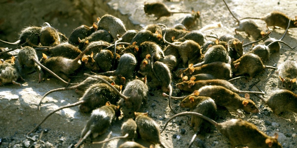 NextImg:Deadly health warning issued as rat-infested rubbish could spread virus which triggers 'eye-bleeding' and organ failure