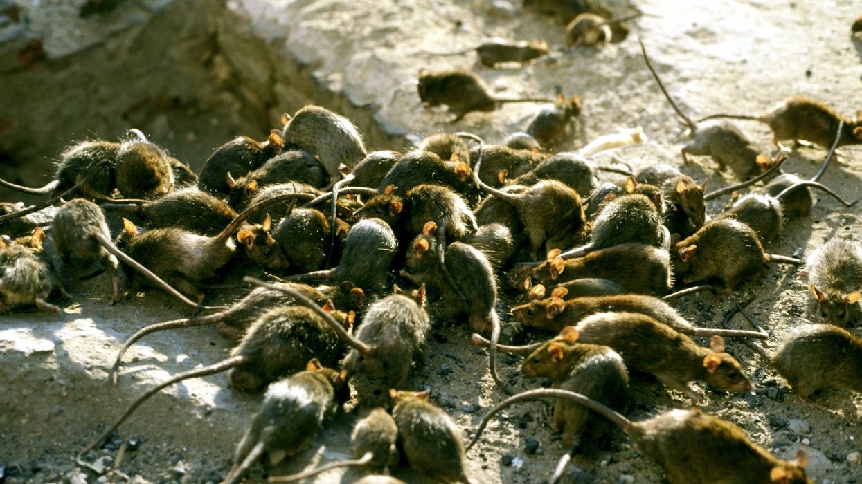 Swarm of rats