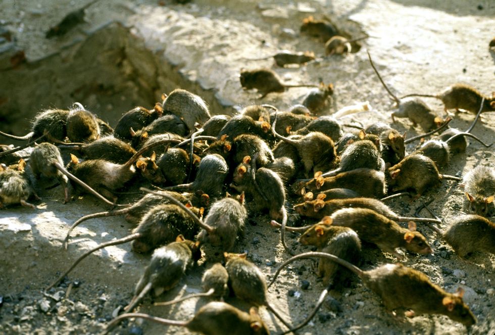 Swarm of rats