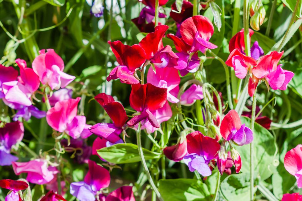 Sweet peas in garden