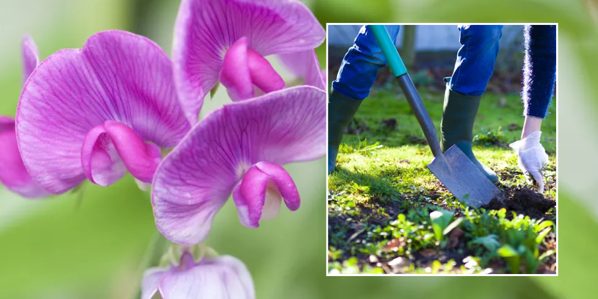 NextImg:Gardening expert shares 4 seeds to sow now and not in spring - 'it's the ideal time'