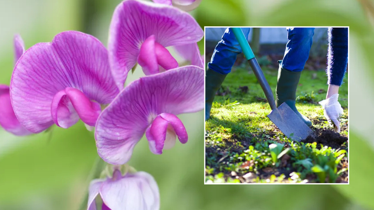 Sweet peas / person digging